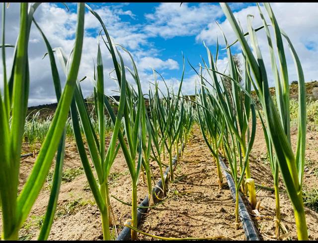 820HA FARM FOR SALE IN LADISMITH RURAL
